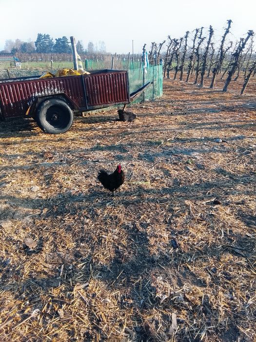 Kogut z 2025r ozdobny