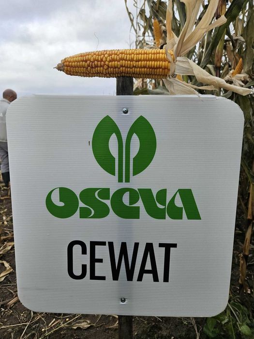 Kukurydza CEWAT 250/260 FAO OSEVA Nasiona