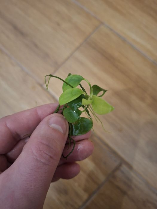 Anubias barterii 12 szt.