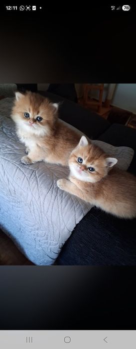 Gatinho Brittich golden