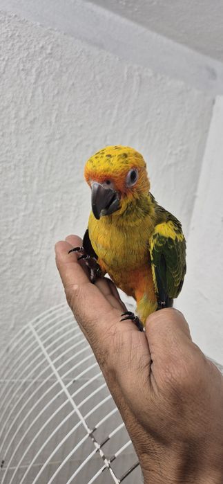 Aratingas criadas a mão
