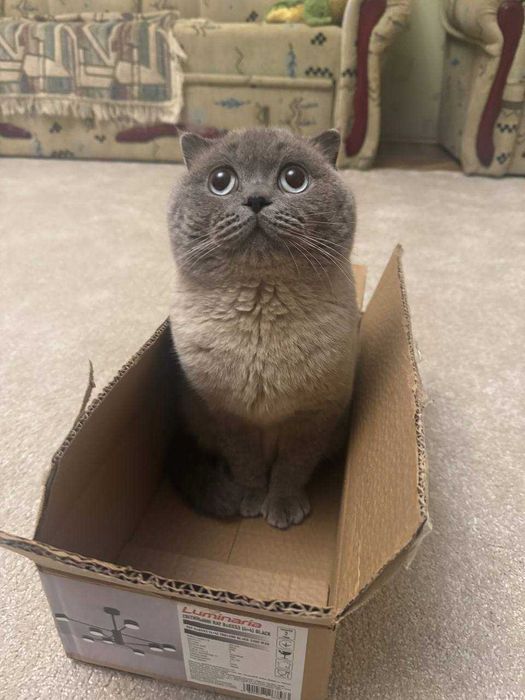 Вязка Шотландец Scottish fold blue point