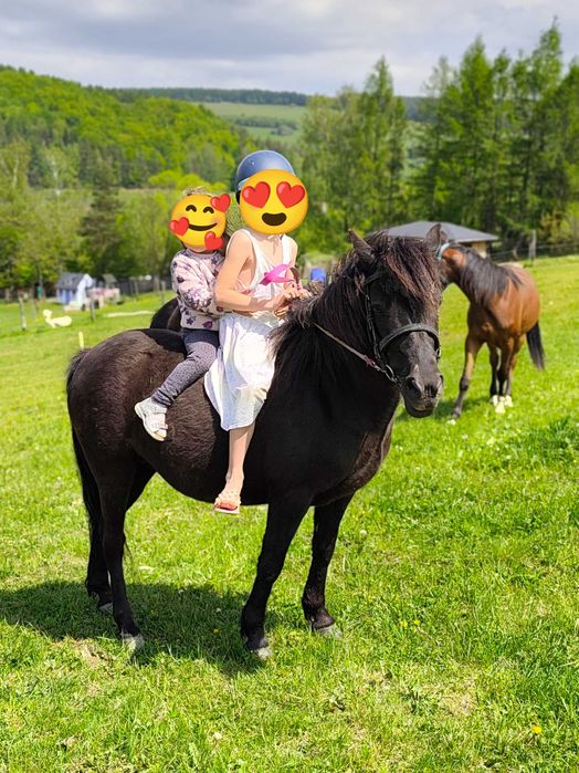 Klacz kuc spokojna