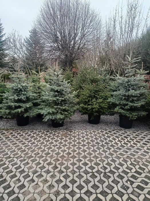 Choinki cięte w i donicach z własnej plantacji