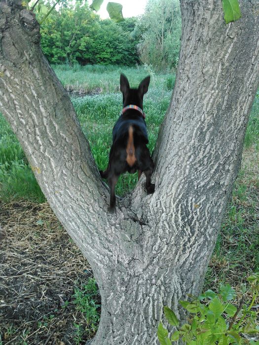 вязка цвергпинчера