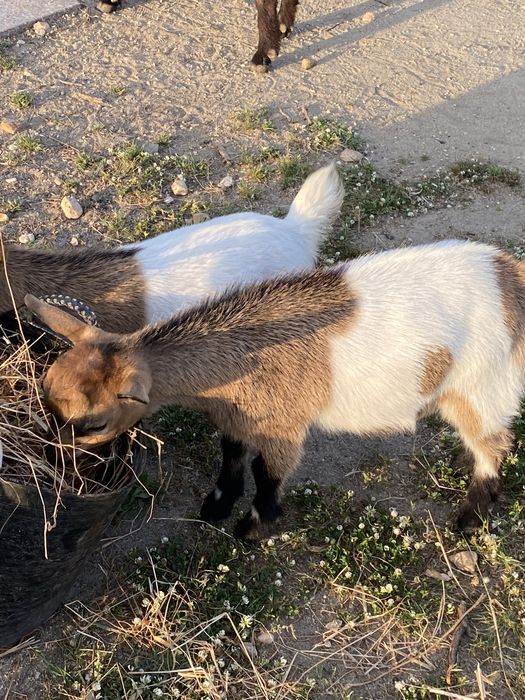 Cabrito anao mocho