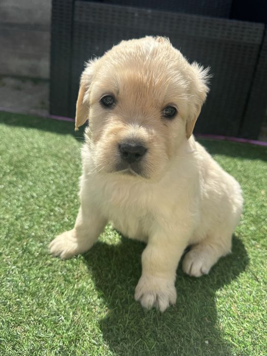 Golden Retrievier menino dourado