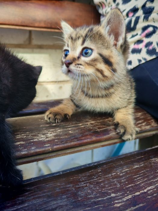 Котенята в добрі руки мама британка