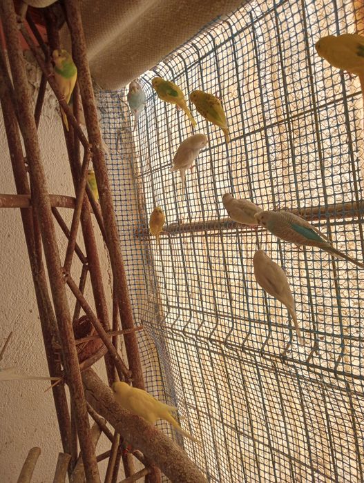 Piriquitos várias cores