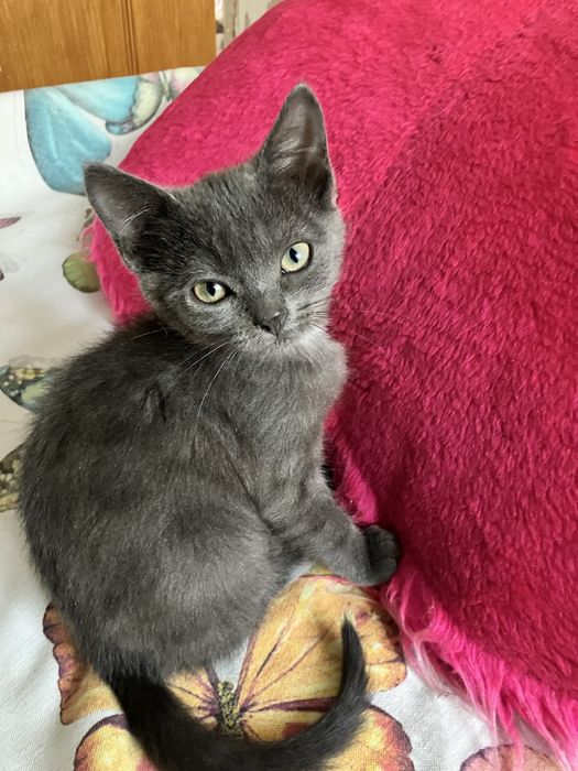 Грайливі Кошенята!!!