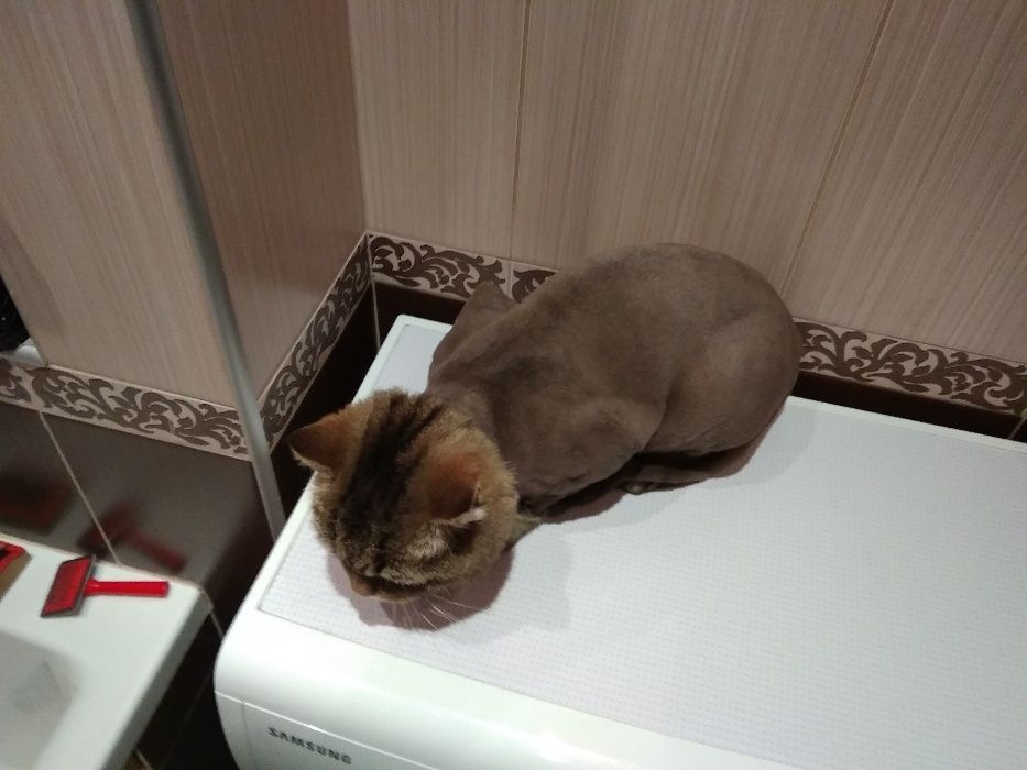 Грумер.Стрижка і вичісування котів  Виїзд на дім