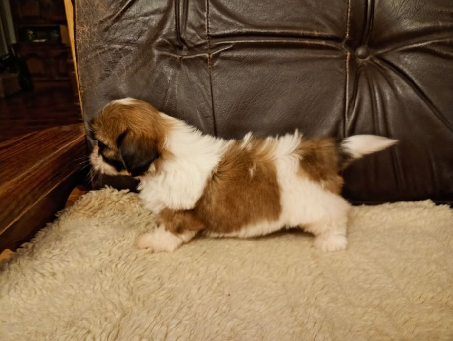 Shih tzu suczka z rodowodem