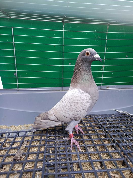 Pocztowe Dom opal pary i samczyk