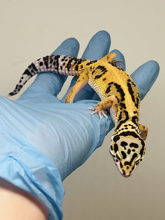 Gekon lamparci hodowla