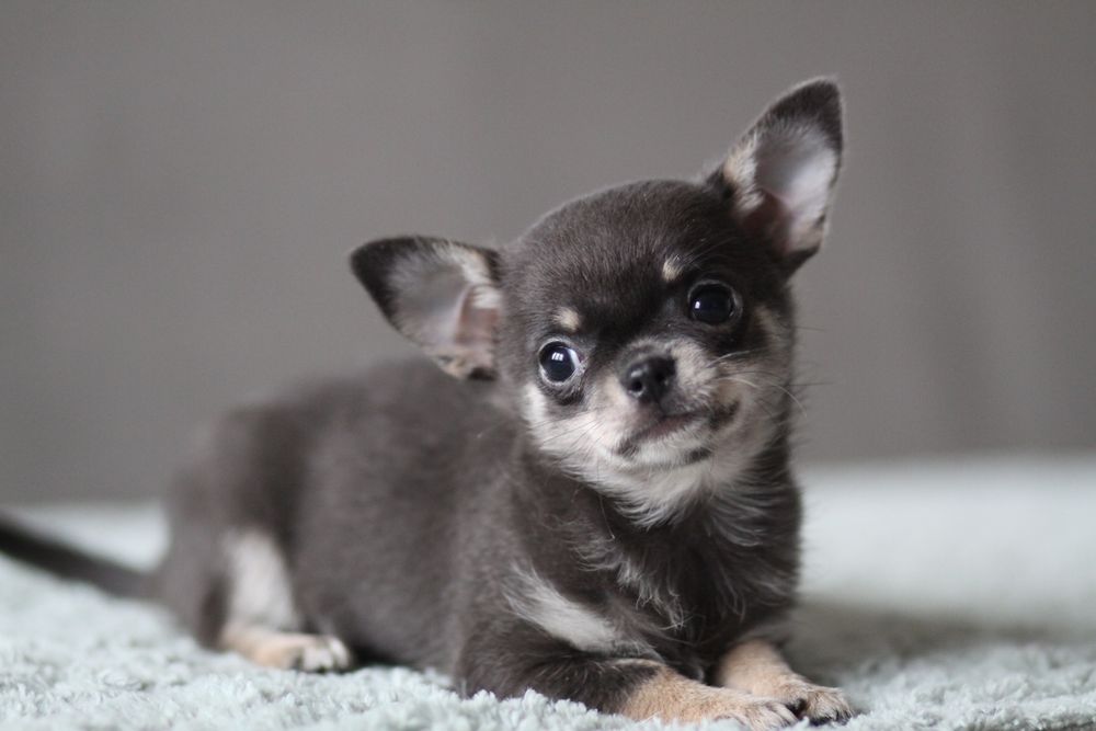 *** Chihuahua krótkowłosa suczka**