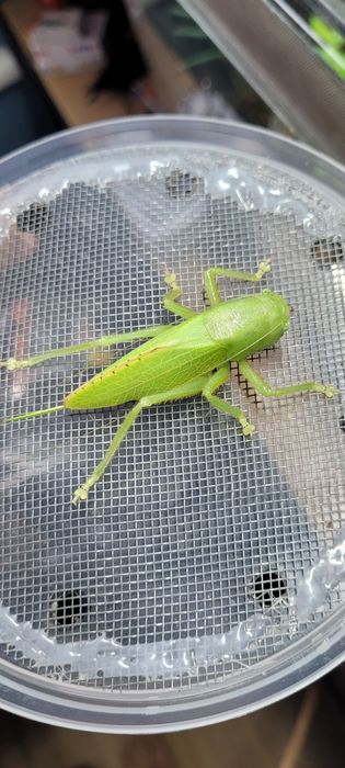 Jaja Lirometopum coronatum // Pasikonik drapieżny
