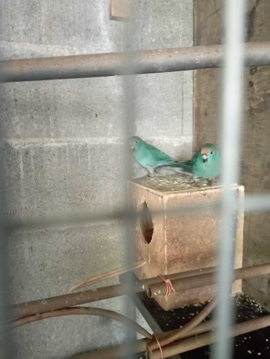 Ring neks e outras aves