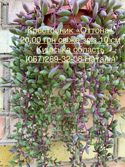 Крестовнік різні види. Сенеціо