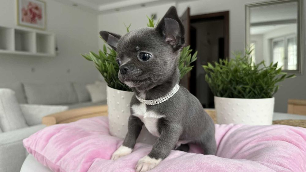 Śliczny Chłopczyk Chihuahua z Rodowodem Niebiesko-biały Mickey