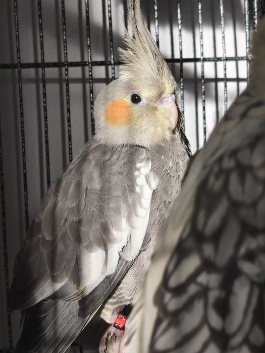 Młoda samiczka nimfy