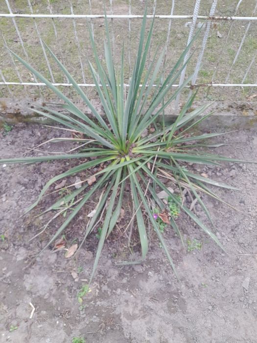 Juka ogrodowa za darmo