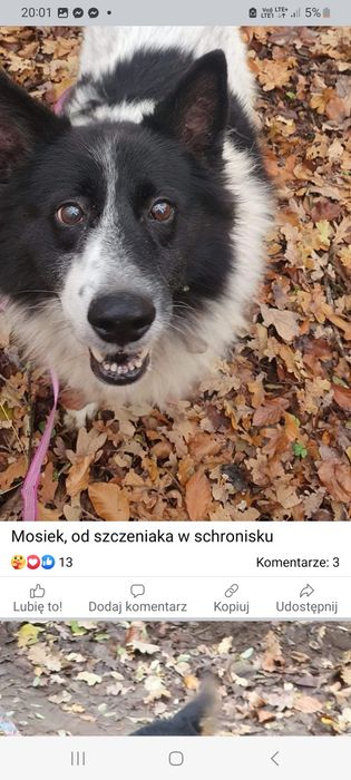 Psiaki słodziaki w potrzebie dla.milosnikow kundelkoe