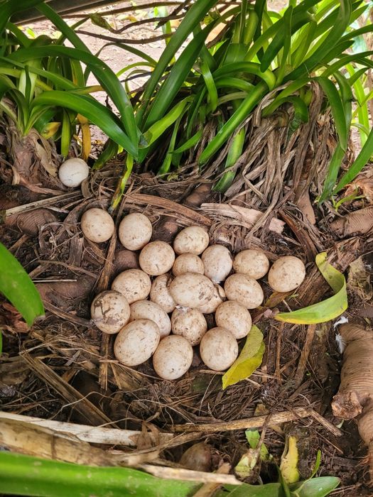 Ovos de patos mudos galados