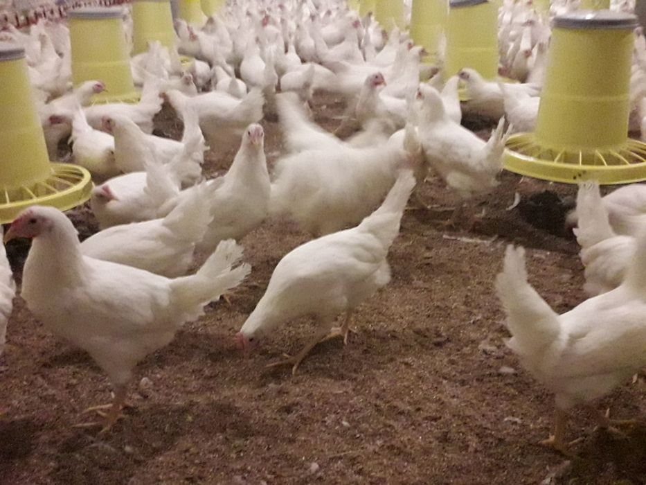 Leghorn kurki młode nioski kokoszki zielononóżki  rossa