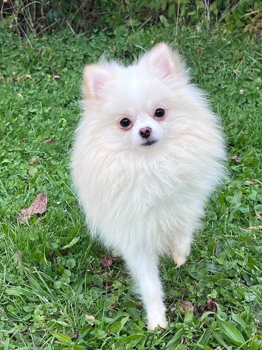 Szpic Pomeranian Wrocław Krzyki •