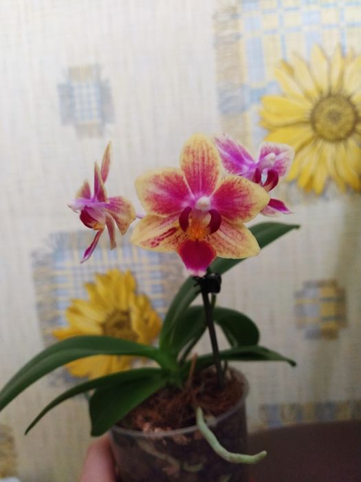 Фаленопсиси Sogo Gotris pelor і звичайна