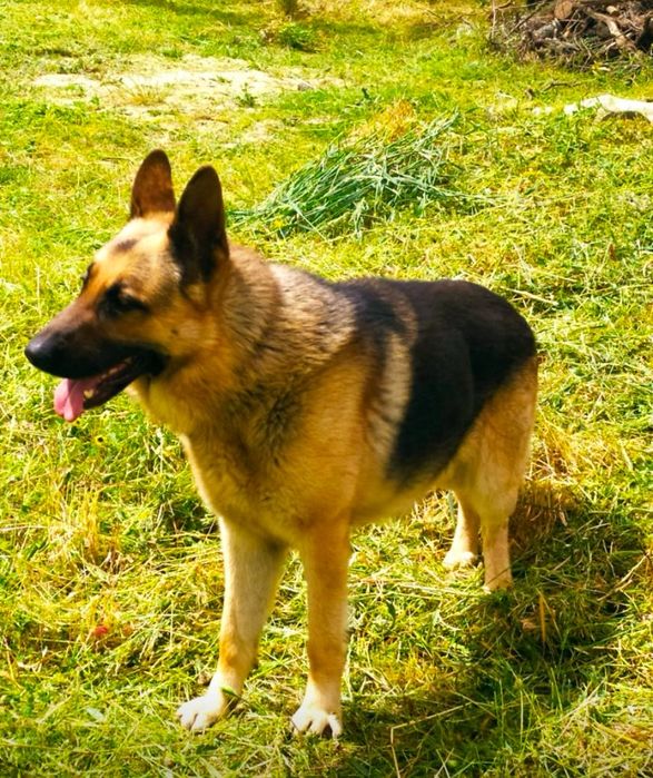 Pastora Alemã pura