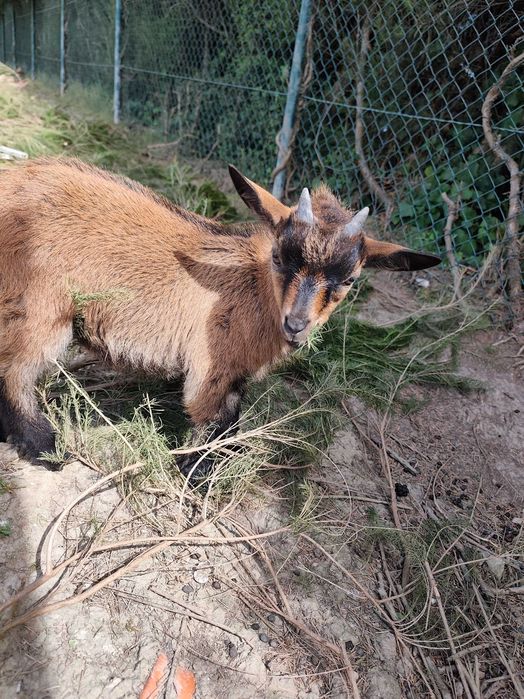 Cabras Anãs 2 meses zona Oeste perto de Torres Vedras
