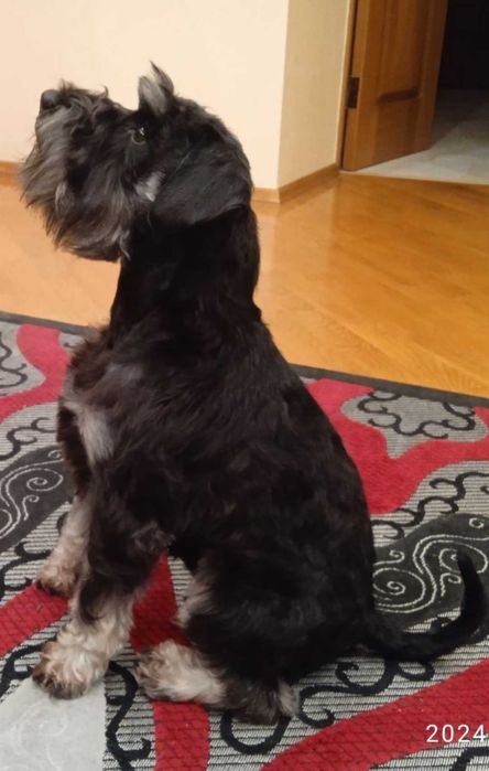 Цвергшнауцер.В'язка.