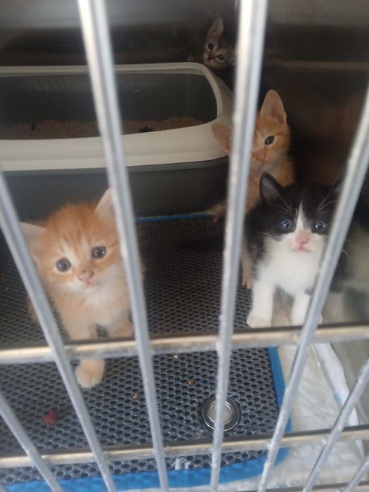 Gatinhos para adoção