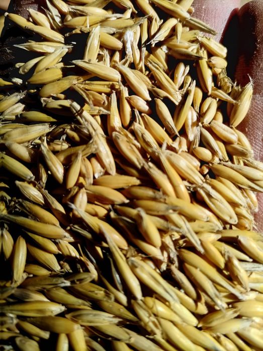 Owies - odmiana Bingo - transport !!!