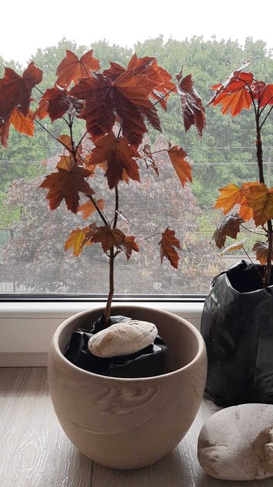 Бонсай  з червоного клена