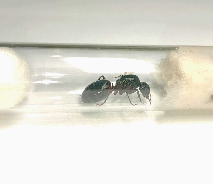 Mrówki Camponotus ligniperda królowa 1q