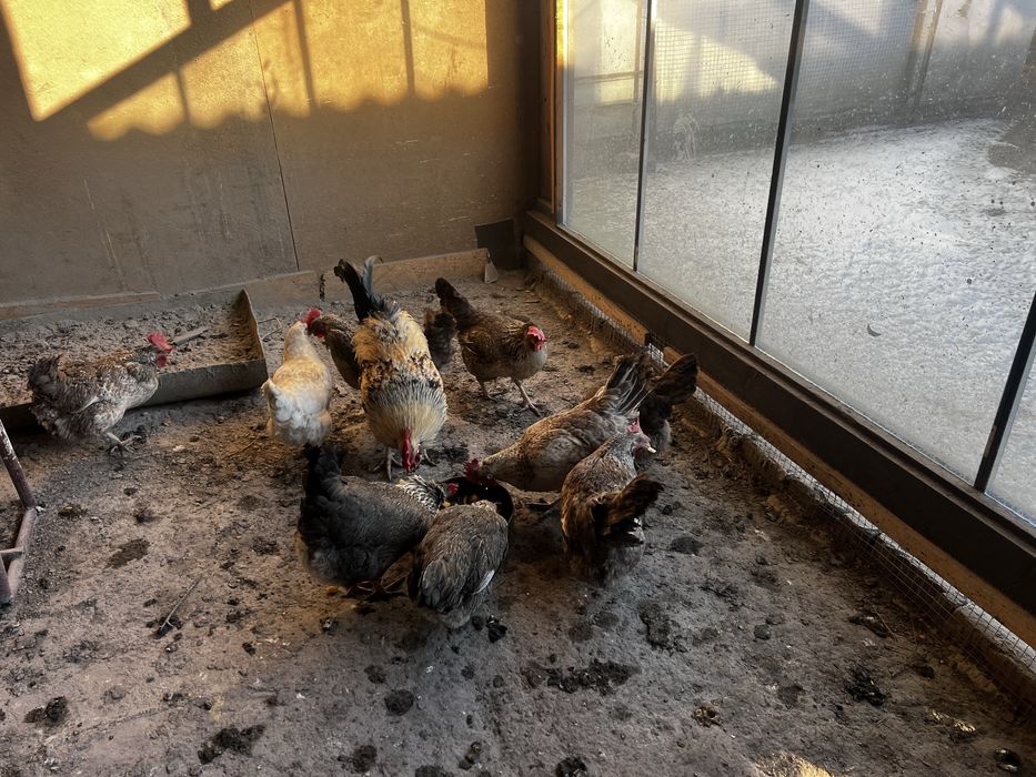 Бірківська барвиста інкубаційні яйця