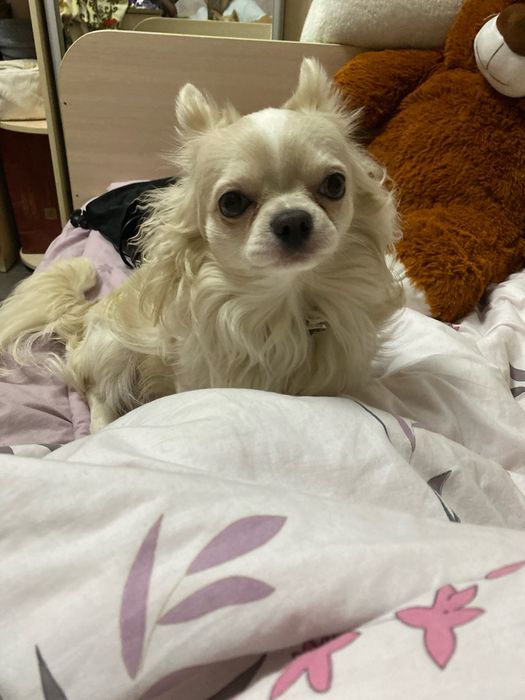 Ищу невесту чихуахуа