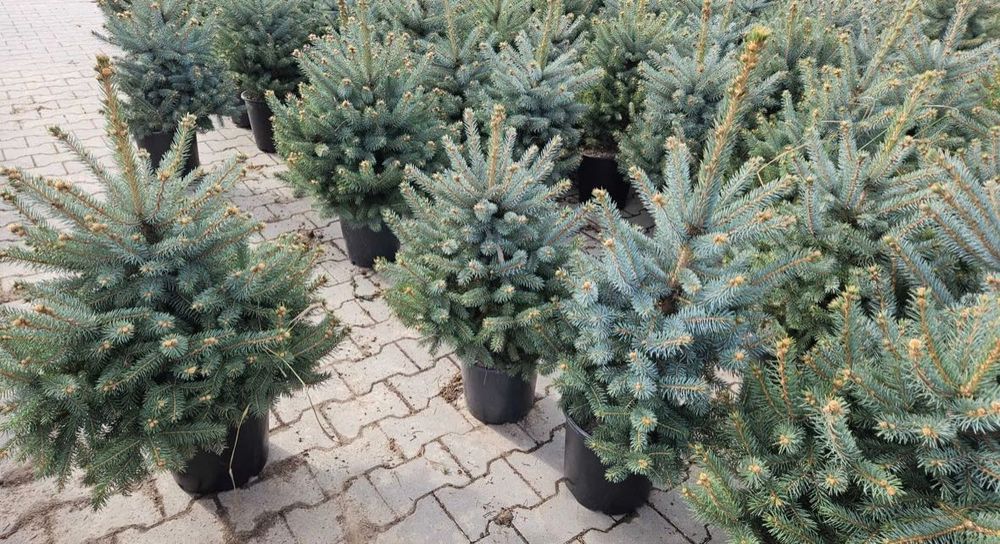 Choinki Jodła, Sosna, Świerk wysokość, 40-350cm DOWÓZ GRATIS!!!