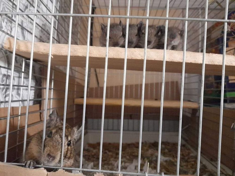 Дерев'яна полиця для гризунів в клітку (шиншил, щурів, білок дегу)