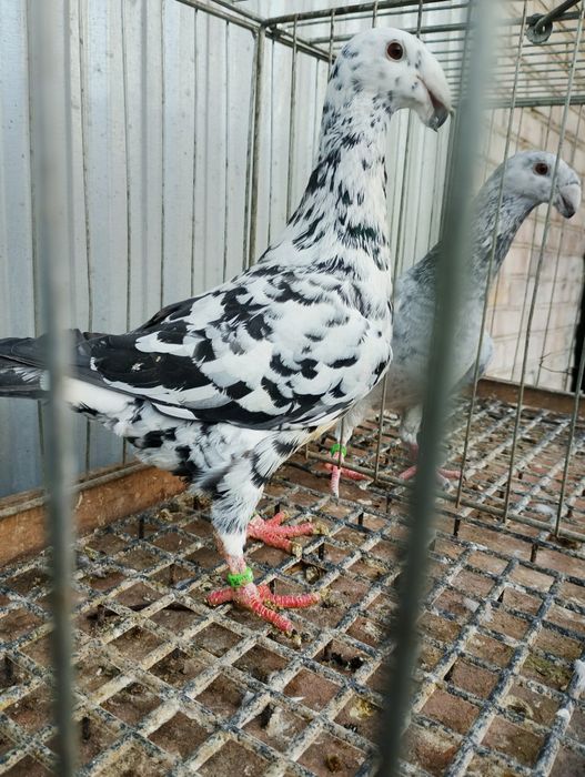 Niemiecki wystawowy samiec 25r.