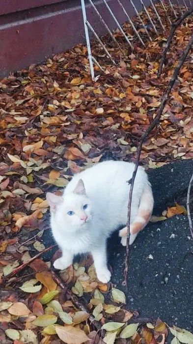 Отдам тайского голубоглазого котенка, окраса ред поинт, мальчик, 5 мес