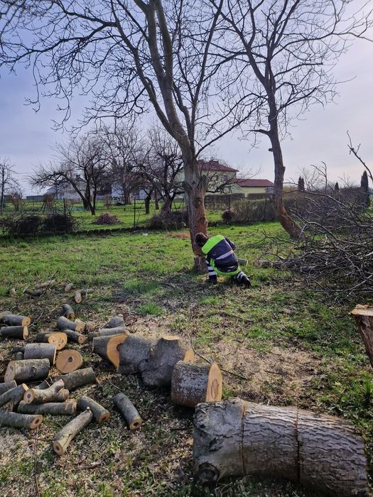 Wycinka drzew, wycinka tui, usługi rębakiem, frezowanie pni,