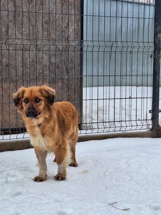 Sunia Sara szuka kochającego domu