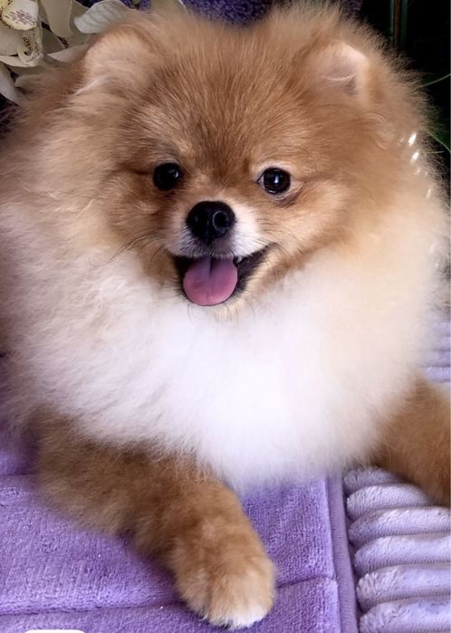 Померанський шпіц .Кобель 7 міс. КСУ