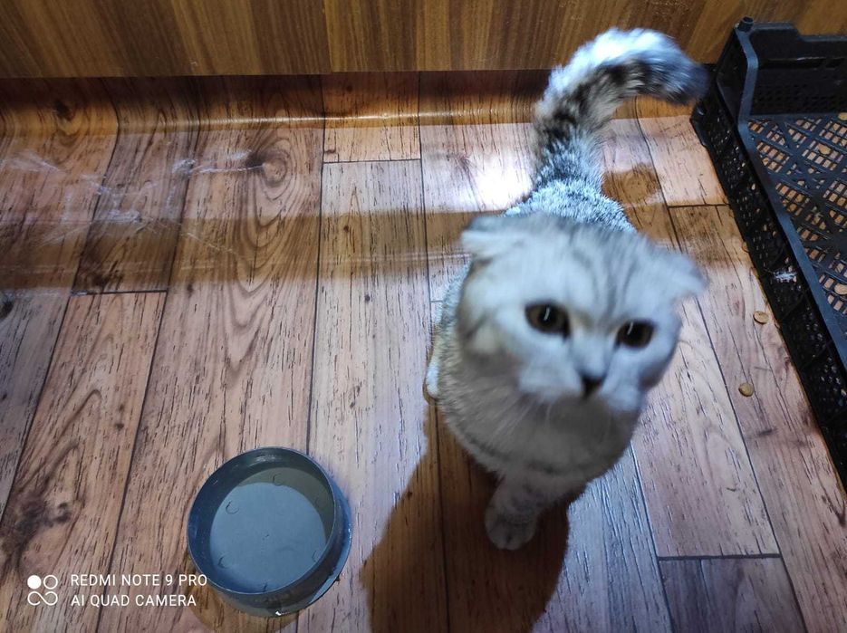 Фолд мальчик окраса  серебристая шиншила