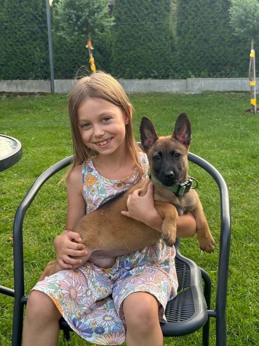 Zapowiedź Miotu Belgian Malinois K9