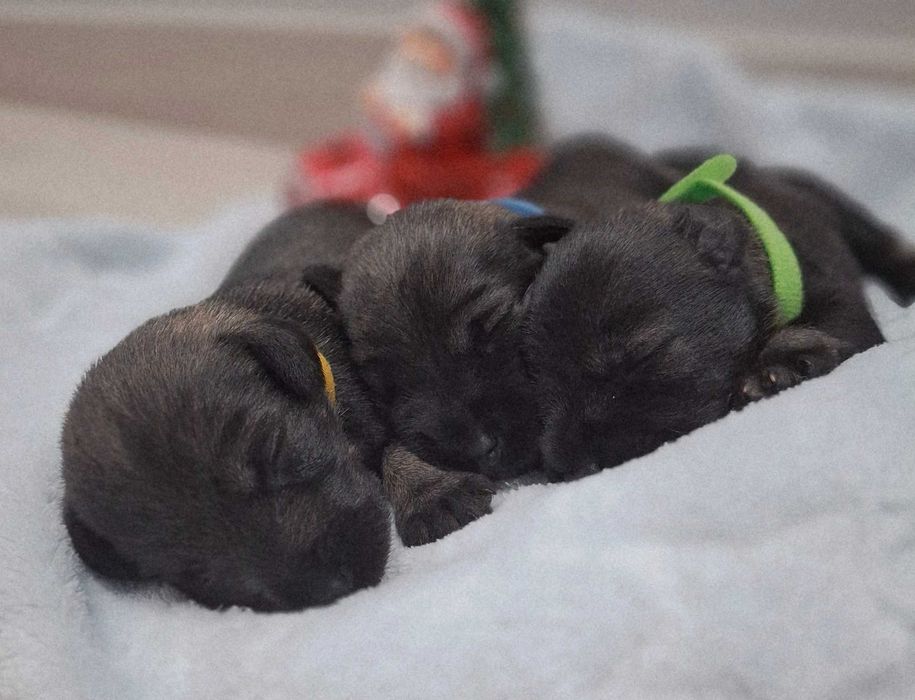 Sznaucer miniaturowy pieprz i sòl