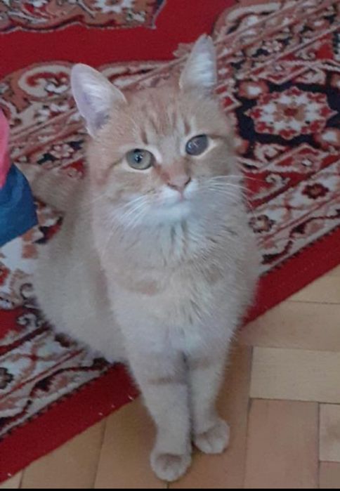 Рижулька! Киця 7 міс. Стерилізована